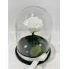 Forever rose white in glass bell FR09