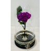 Forever Rose purple in glass bell FR14